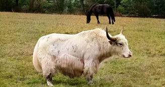 le Parc du Yack Blanc