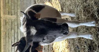 le Parc du Yack Blanc