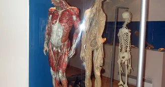 Musée de l'Ecorché d'Anatomie, Le Neubourg © Musée de l'Ecorché