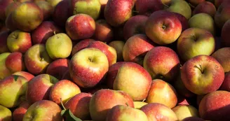 Verger des Quantieres_Chenu_Credit JP Berlose (27)