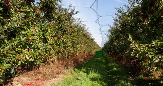 Verger des Quantieres_Chenu_Credit JP Berlose (3)