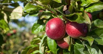 Verger des Quantieres_Chenu_Credit JP Berlose (30)