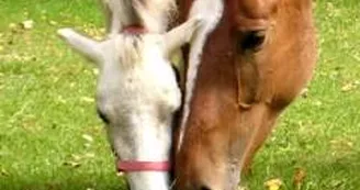 l'Etrier Castélorien