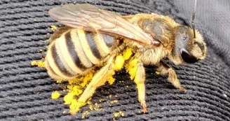 Une de nos auxiliaires