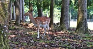 Parc animalier Saint-Léonard-des-Bois