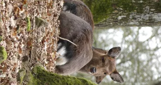 Parc animalier Saint-Léonard-des-Bois
