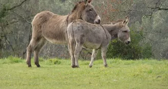 Parc animalier Saint-Léonard-des-Bois