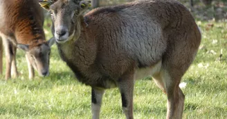 Parc animalier Saint-Léonard-des-Bois