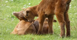 Parc animalier Saint-Léonard-des-Bois