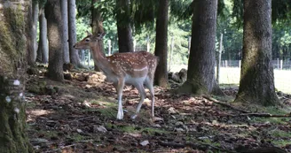 Daim au Parc animalier de Saint-Léonard-des-Bois