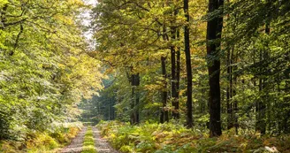foret-de-berce-sarthe-chemin