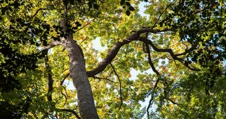 foret-de-berce-sarthe