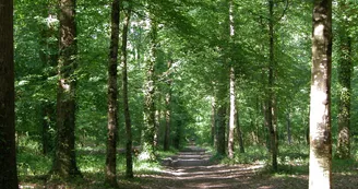 Bois des semis-Chapelle Aligné-mai04