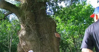 Chêne au diable_Villaines sous Malicorne