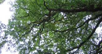 Feuilles chêne au diable_Villaines sous Malicorne