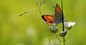 PNA879001287 - Cuivré des marais-Vaas 2