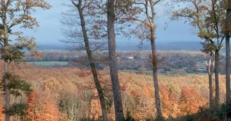 Forêt de Perseigne