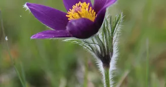 PNAPDL072V500UQ5 - Anémone pulsatille