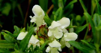 PNAPDL072V500UQ5 - Prunella laciniata-Villaine la carelle 2