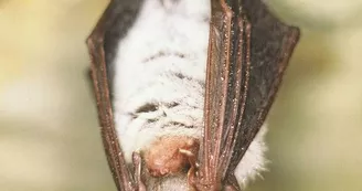 Murin de Beschtein_luché_72_pn