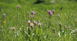 PNAPDL072V502OY2 - RNR cafort-luché pringé 3