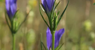 PNAPDL072V502OYT - gentiane pneumonanthe