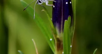 PNAPDL072V502OYT - mauclinea alcon alcon- savigné sous le lude 1