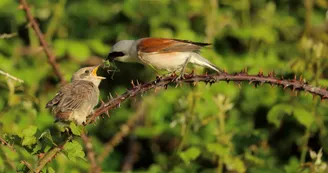 Pie-grièche écorcheur