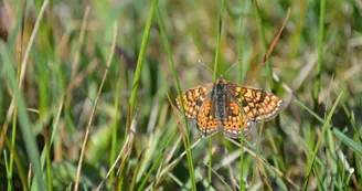 Damier de la Succise