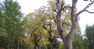 Châtaigniers greffés