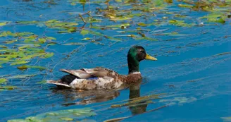 La-Monnerie-la-fleche