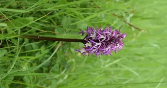 orchidéee hybride (2)