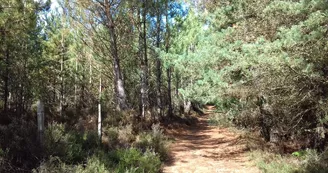 Foret de Brette-les-Pins