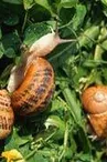 Escargots