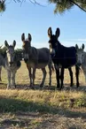 Les Ânes d'Oléron