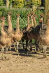 Ferme pédagogique - L'Autruche de Laurette