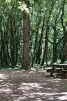 Aire de pique nique des Terres-rouges - Forêt de Benon