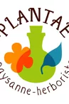 Plantae